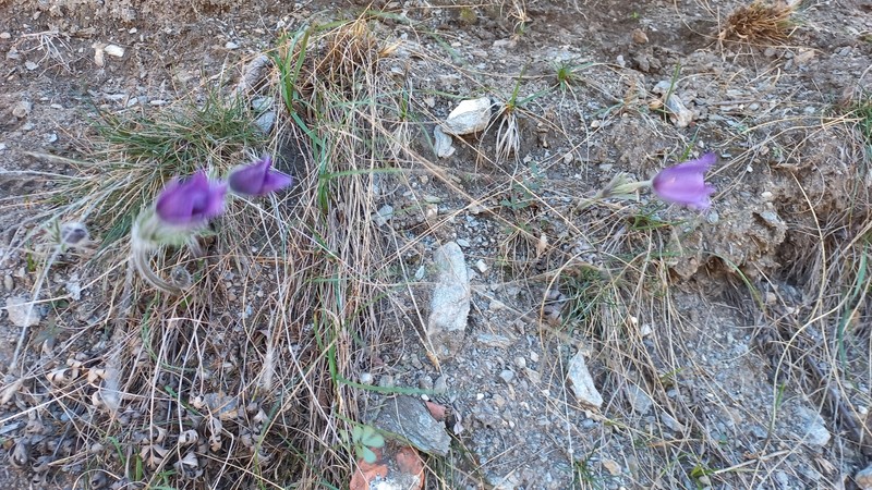 Pulsatilla halleri subsp. halleri
