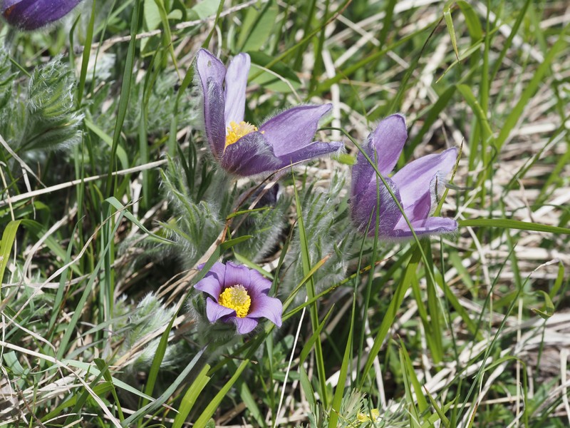 Pulsatilla halleri subsp. halleri photo 2
