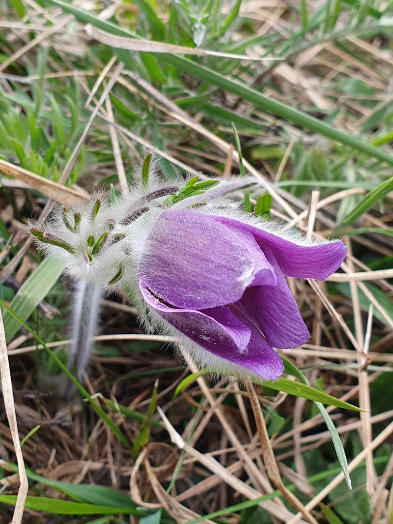 Pulsatilla halleri subsp. halleri photo 3
