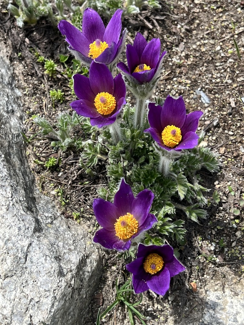 Pulsatilla halleri subsp. halleri photo 4