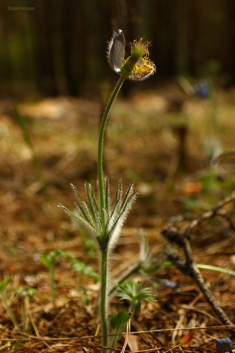 Pulsatilla herba-somnii photo 2