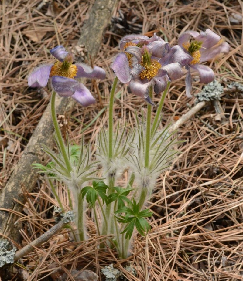 Pulsatilla herba-somnii photo 3