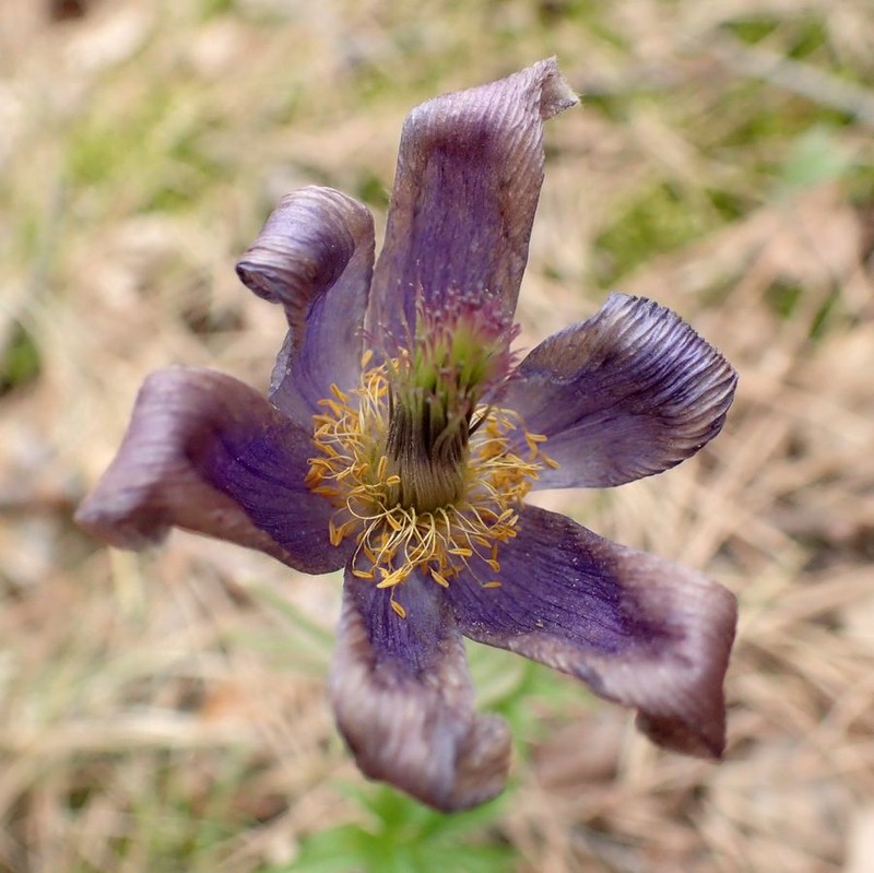 Pulsatilla herba-somnii photo 4