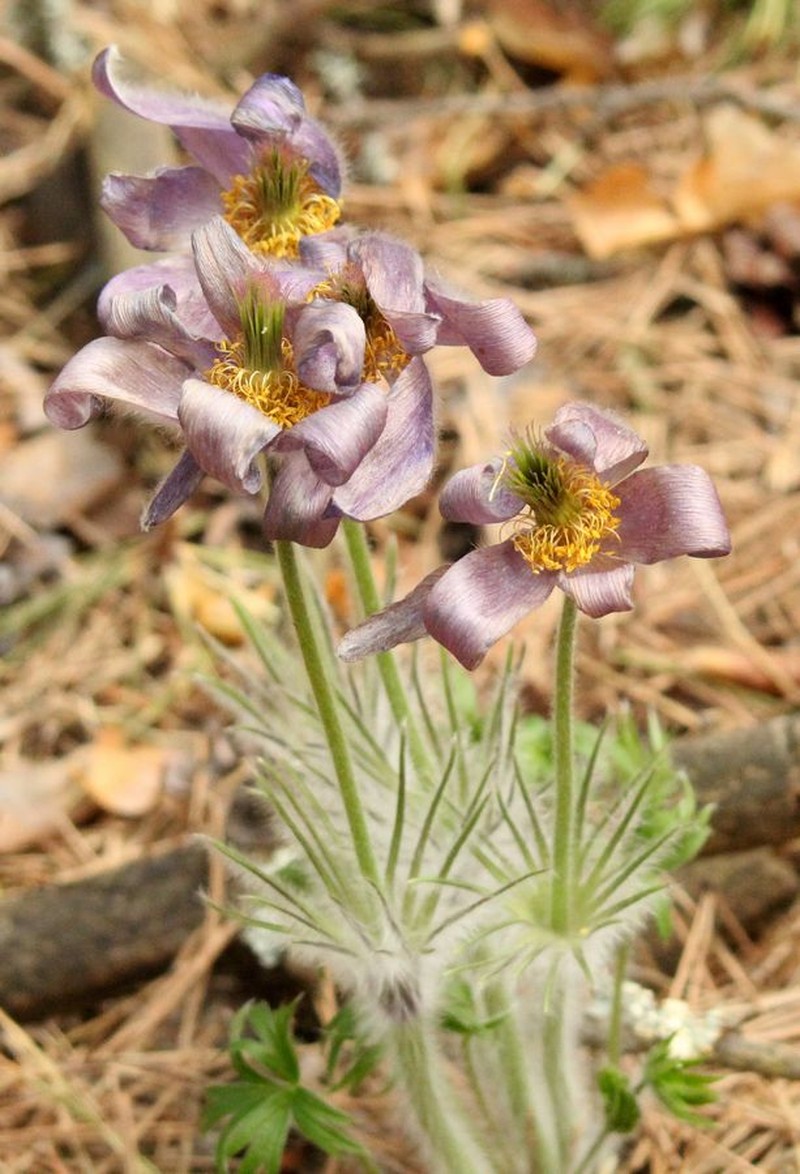 Pulsatilla herba-somnii photo 5