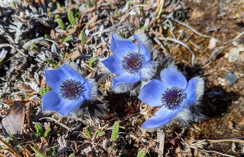 Porcupine River Thimbleweed
