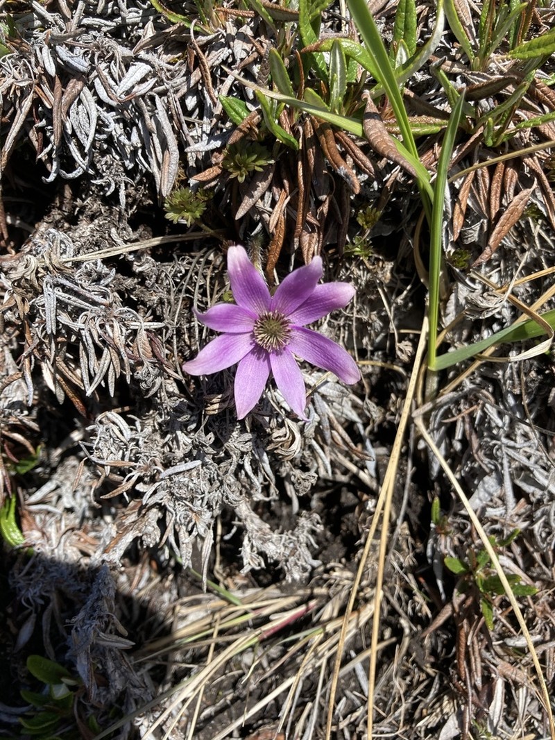 Porcupine River Thimbleweed photo 2