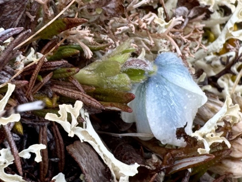 Porcupine River Thimbleweed photo 4