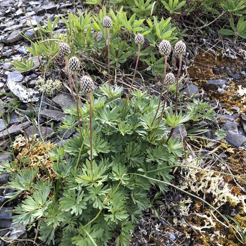 Porcupine River Thimbleweed photo 5