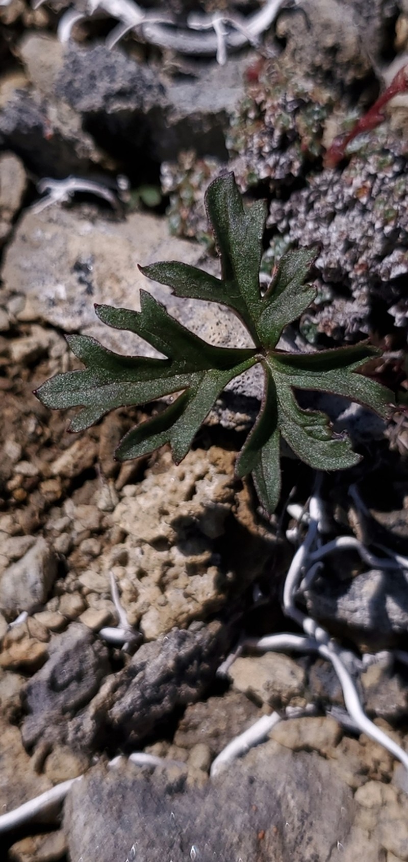Porcupine River Thimbleweed photo 6