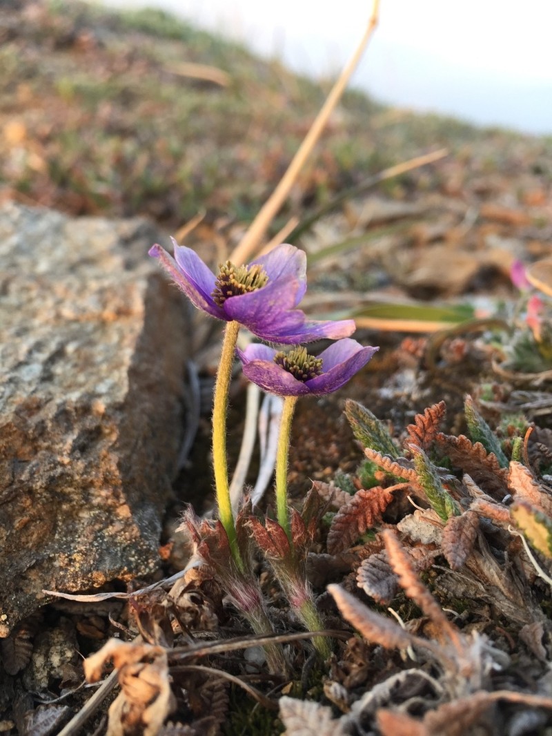 Porcupine River Thimbleweed photo 7