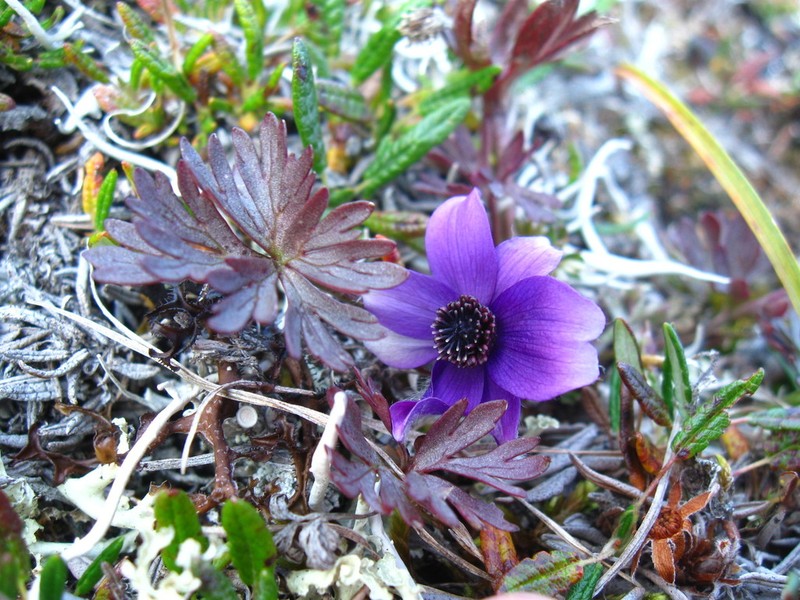 Porcupine River Thimbleweed photo 8