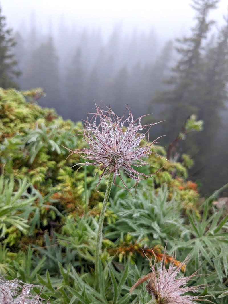 Pulsatilla nuttalliana photo 2