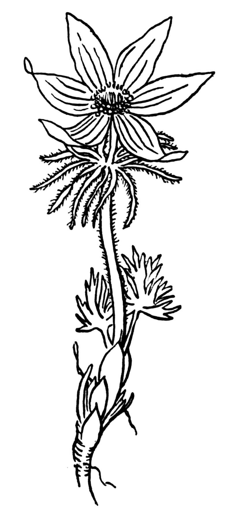 Pulsatilla nuttalliana photo 3