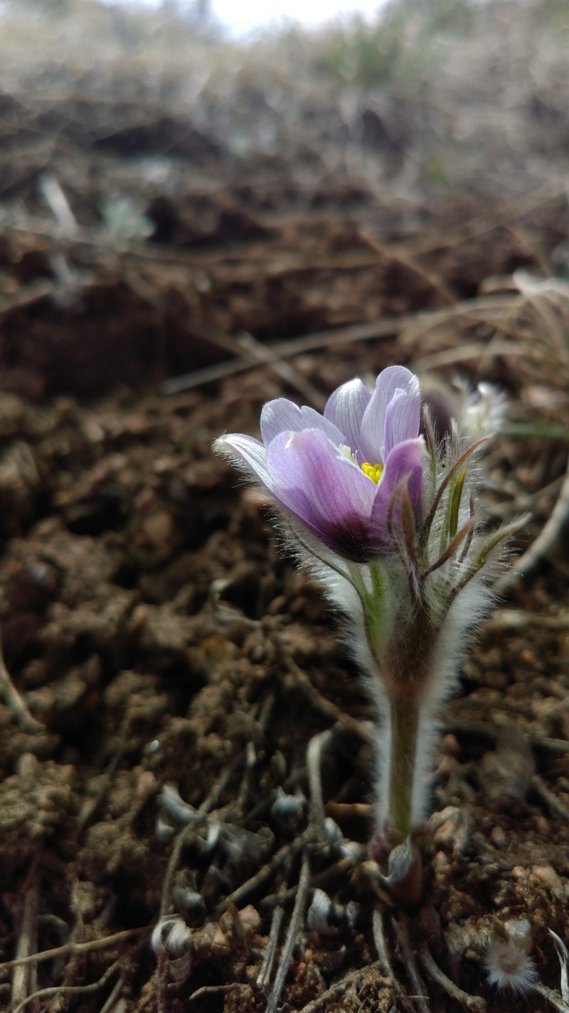 Pulsatilla nuttalliana photo 4