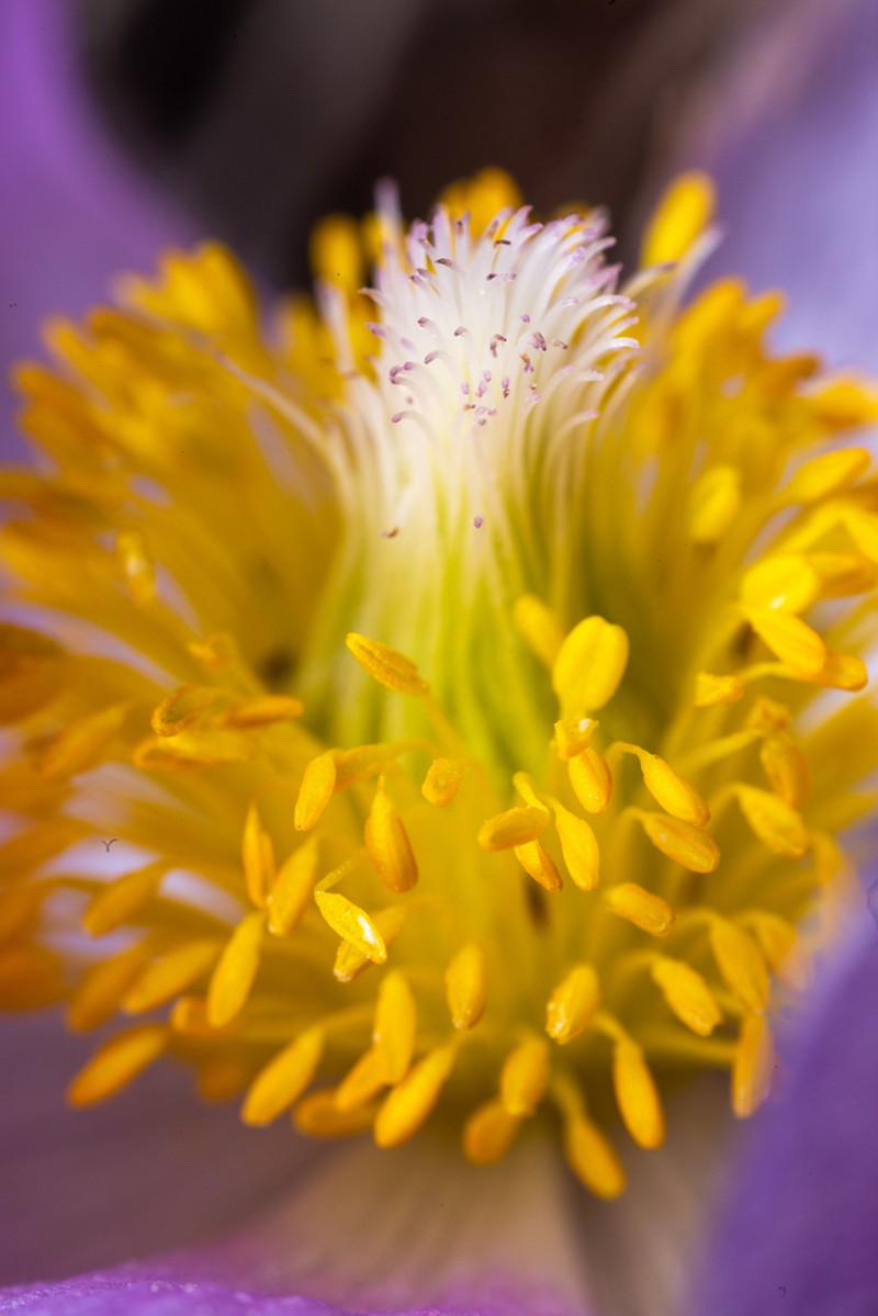 Pulsatilla nuttalliana photo 5