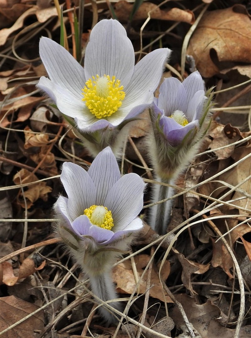 Pulsatilla nuttalliana photo 6