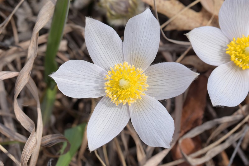Pulsatilla nuttalliana photo 7