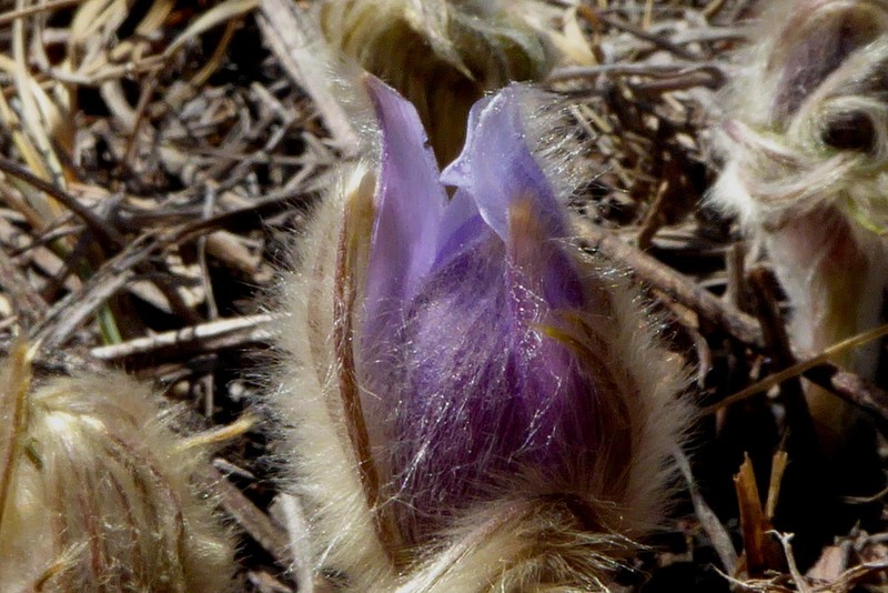 Pulsatilla nuttalliana photo 8