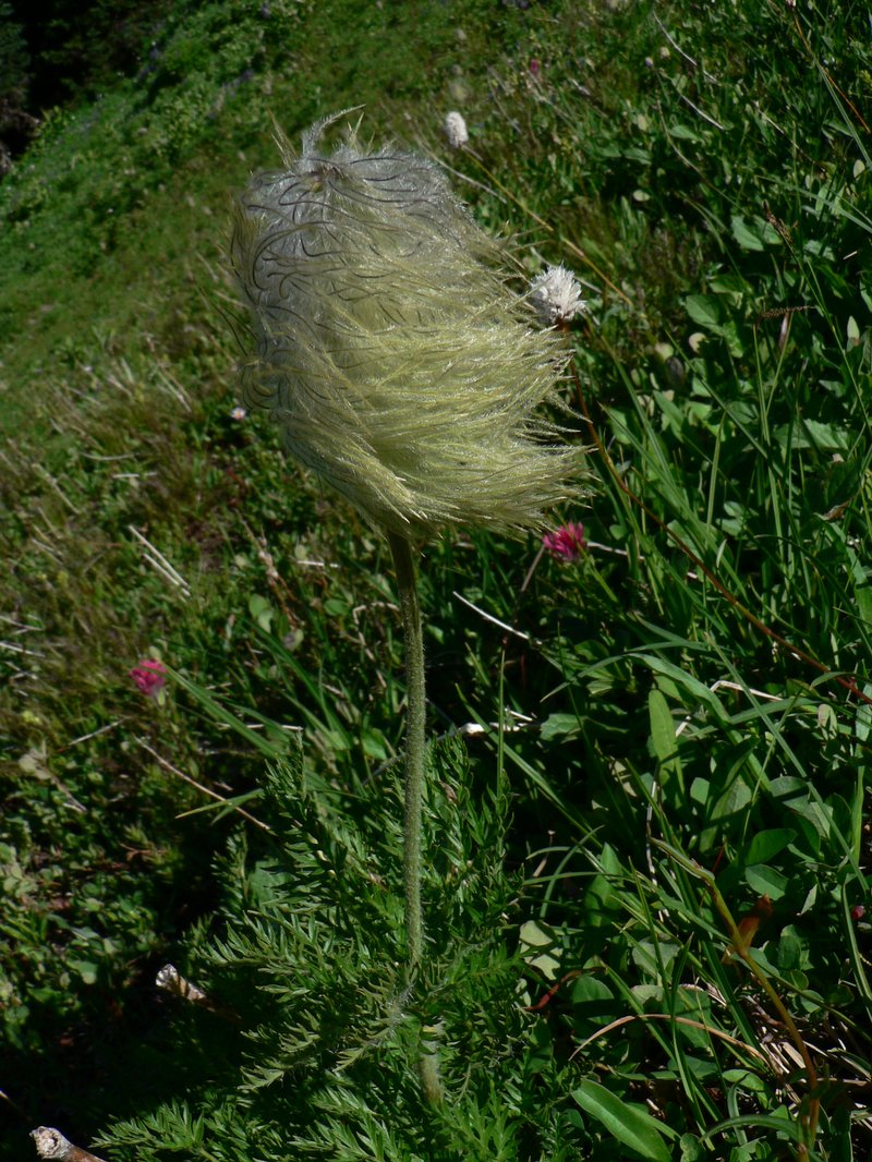 White Pasqueflower photo 4