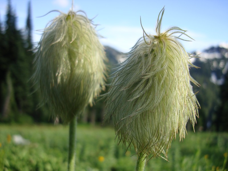 White Pasqueflower