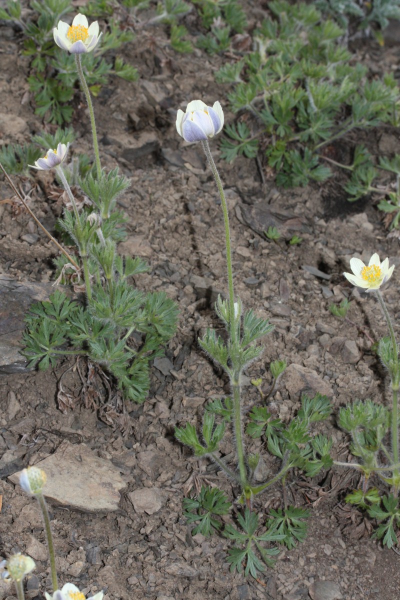 White Pasqueflower photo 2