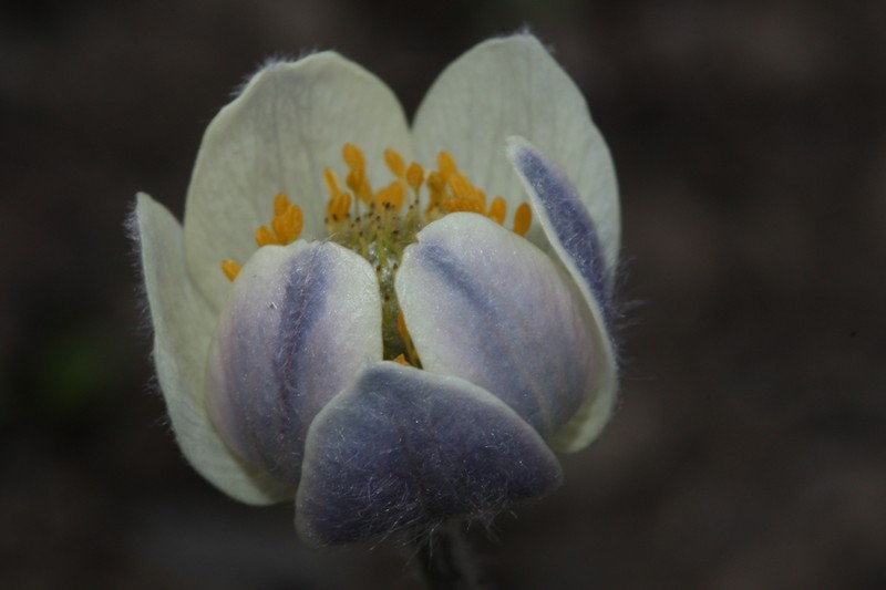 White Pasqueflower photo 3