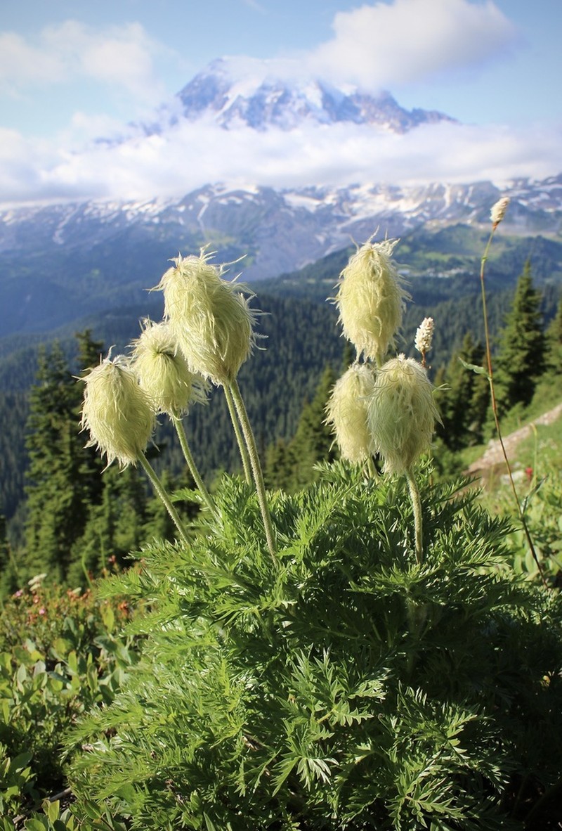 White Pasqueflower photo 2