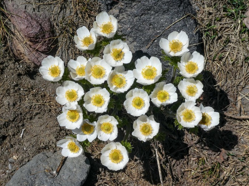 White Pasqueflower photo 3