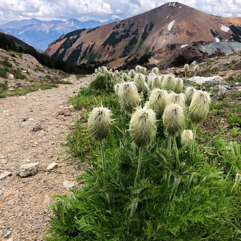 White Pasqueflower photo 4