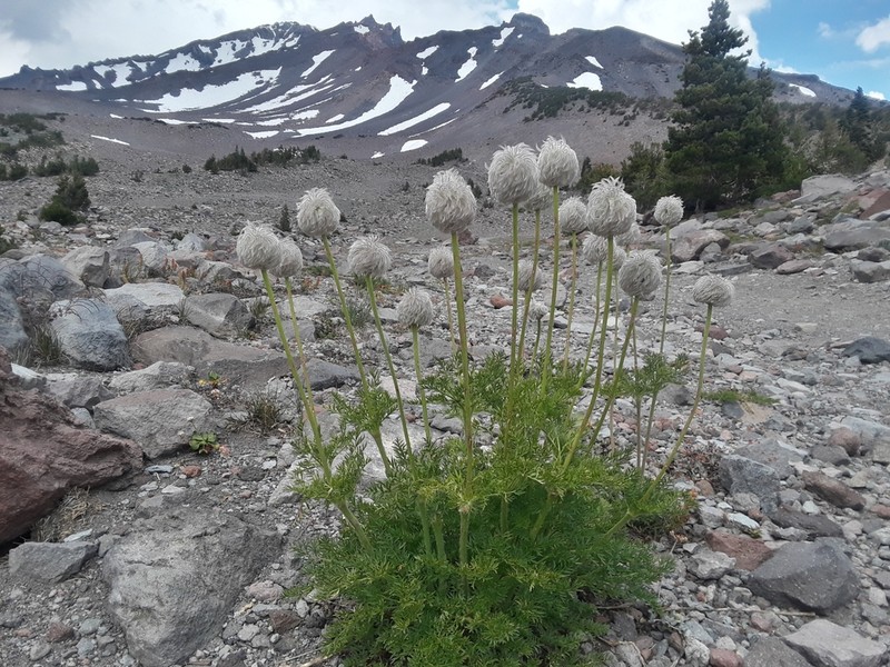 White Pasqueflower photo 5