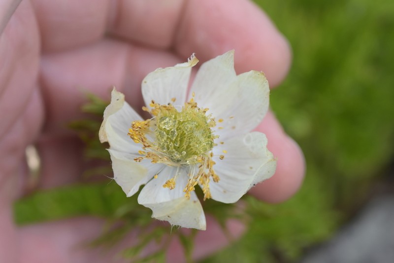 White Pasqueflower photo 7