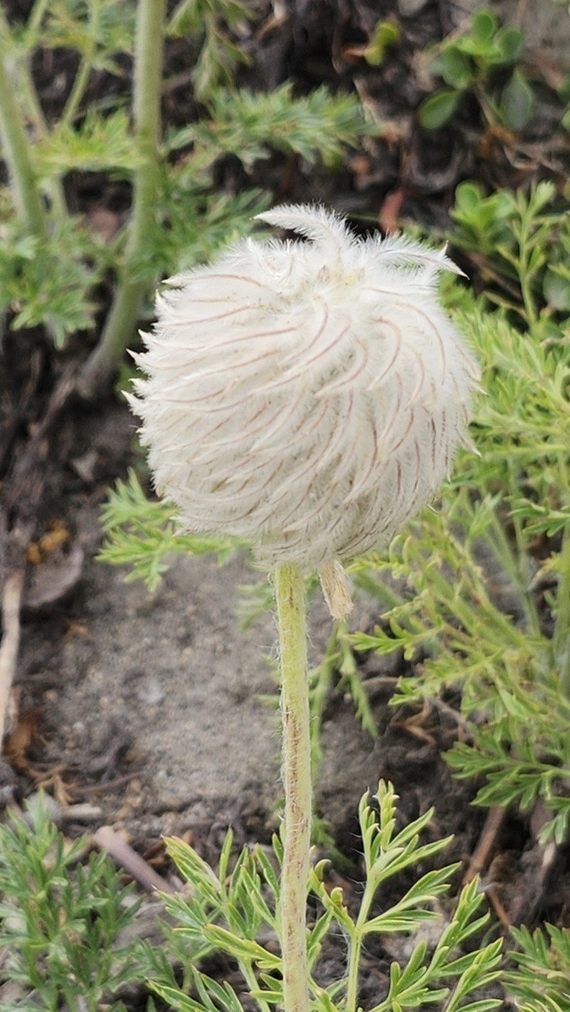 White Pasqueflower photo 8