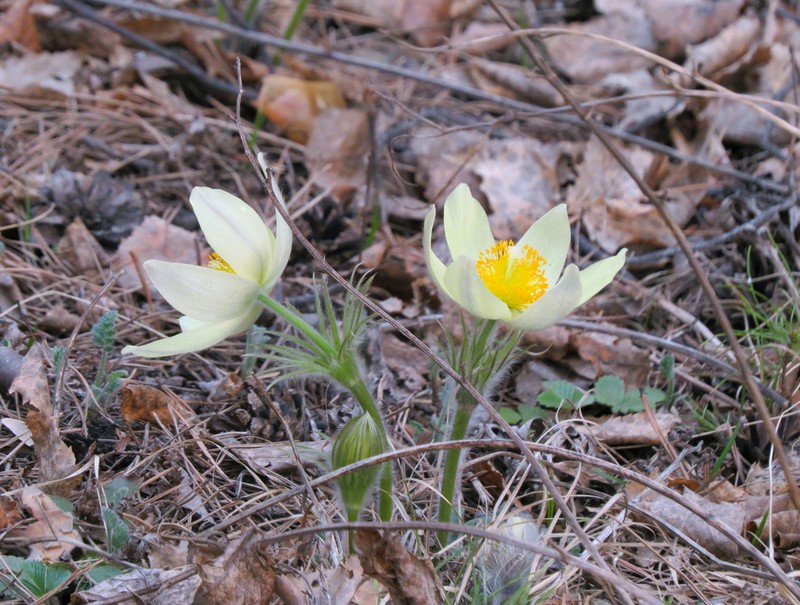 Pulsatilla orientali-sibirica