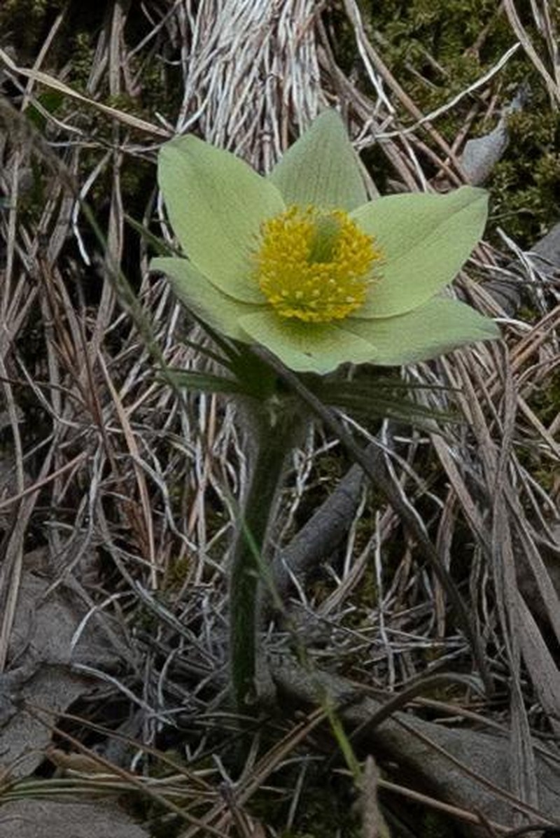 Pulsatilla orientali-sibirica photo 2