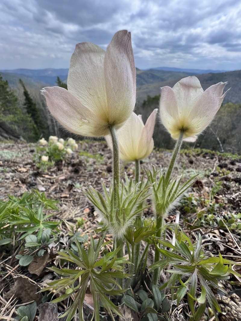 Pulsatilla orientali-sibirica photo 3