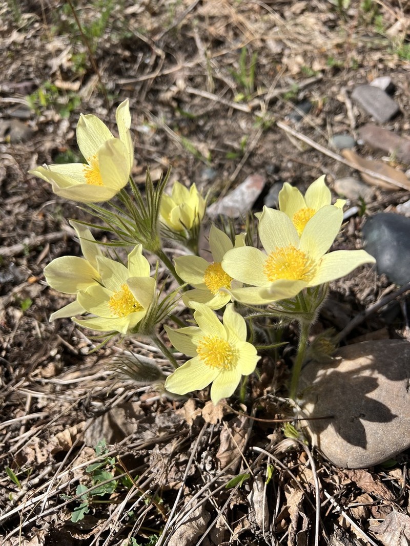 Pulsatilla orientali-sibirica photo 4