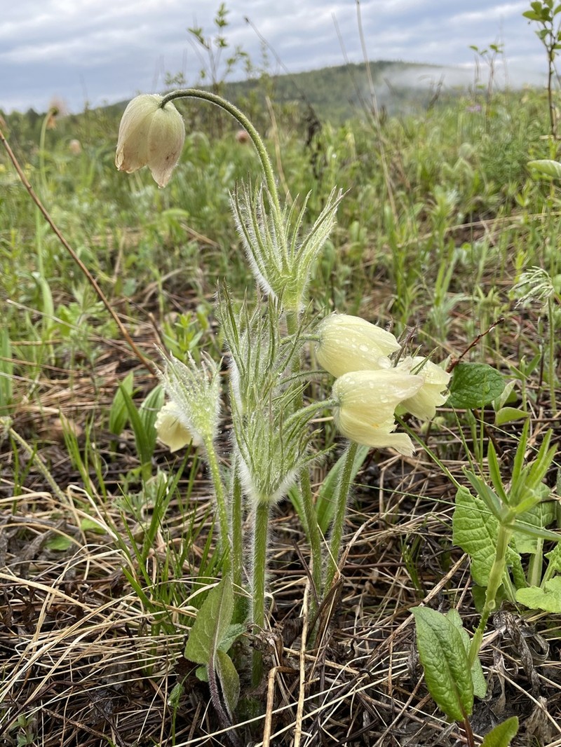 Pulsatilla orientali-sibirica photo 5