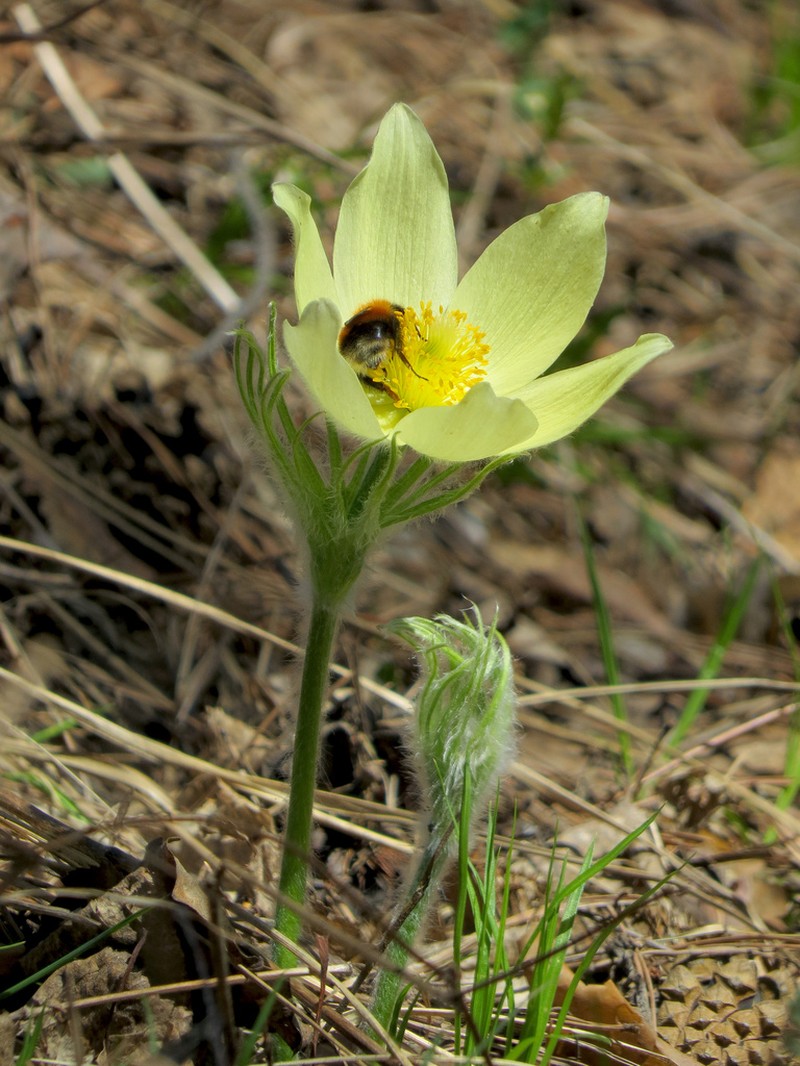 Pulsatilla orientali-sibirica photo 6