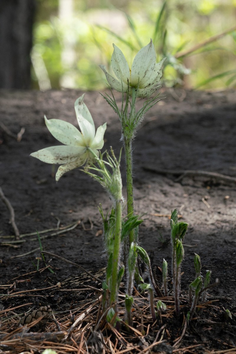 Pulsatilla orientali-sibirica photo 7