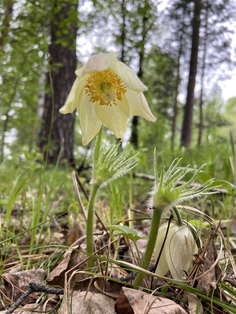 Pulsatilla orientali-sibirica photo 8