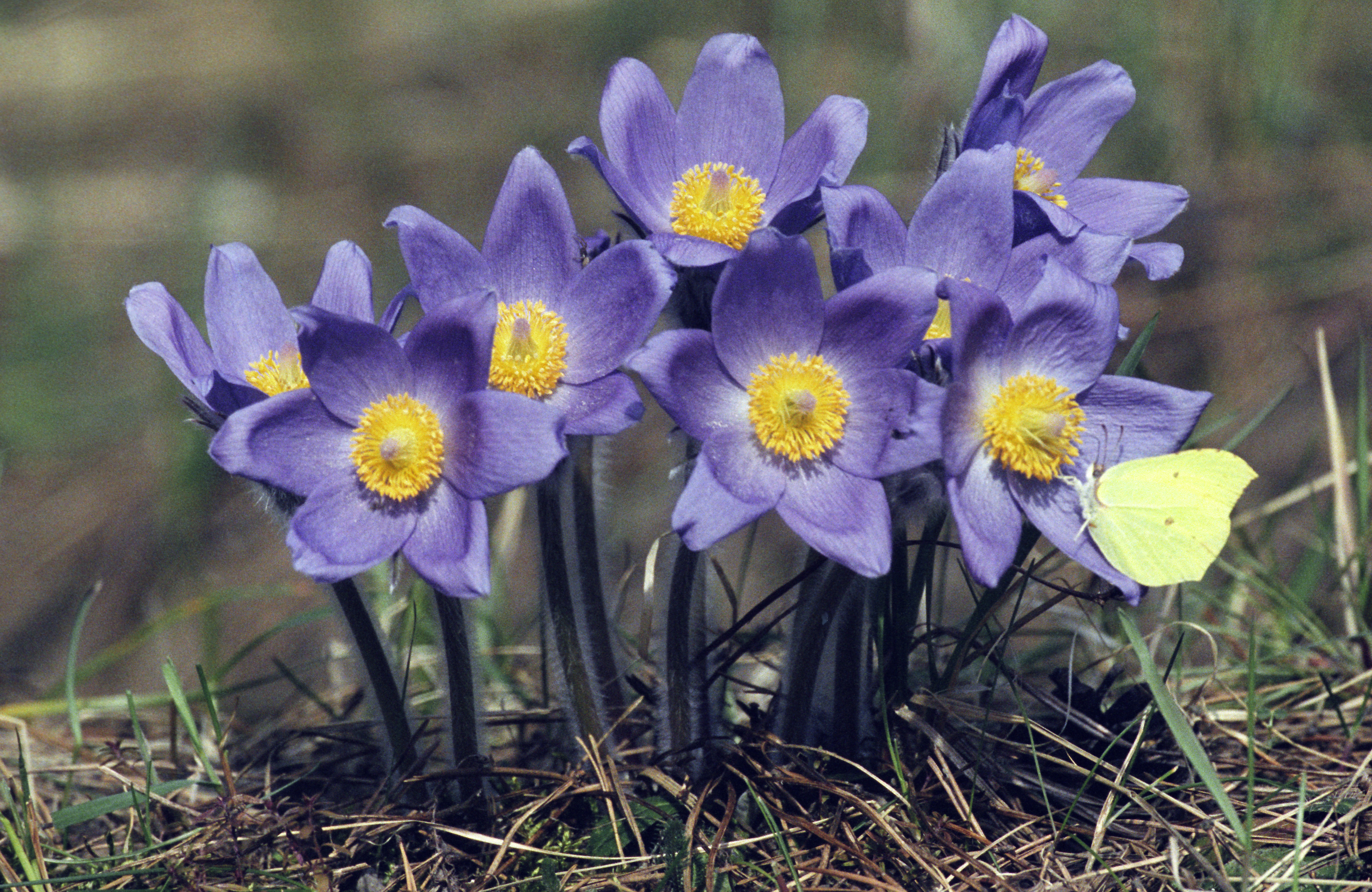 eastern pasqueflower