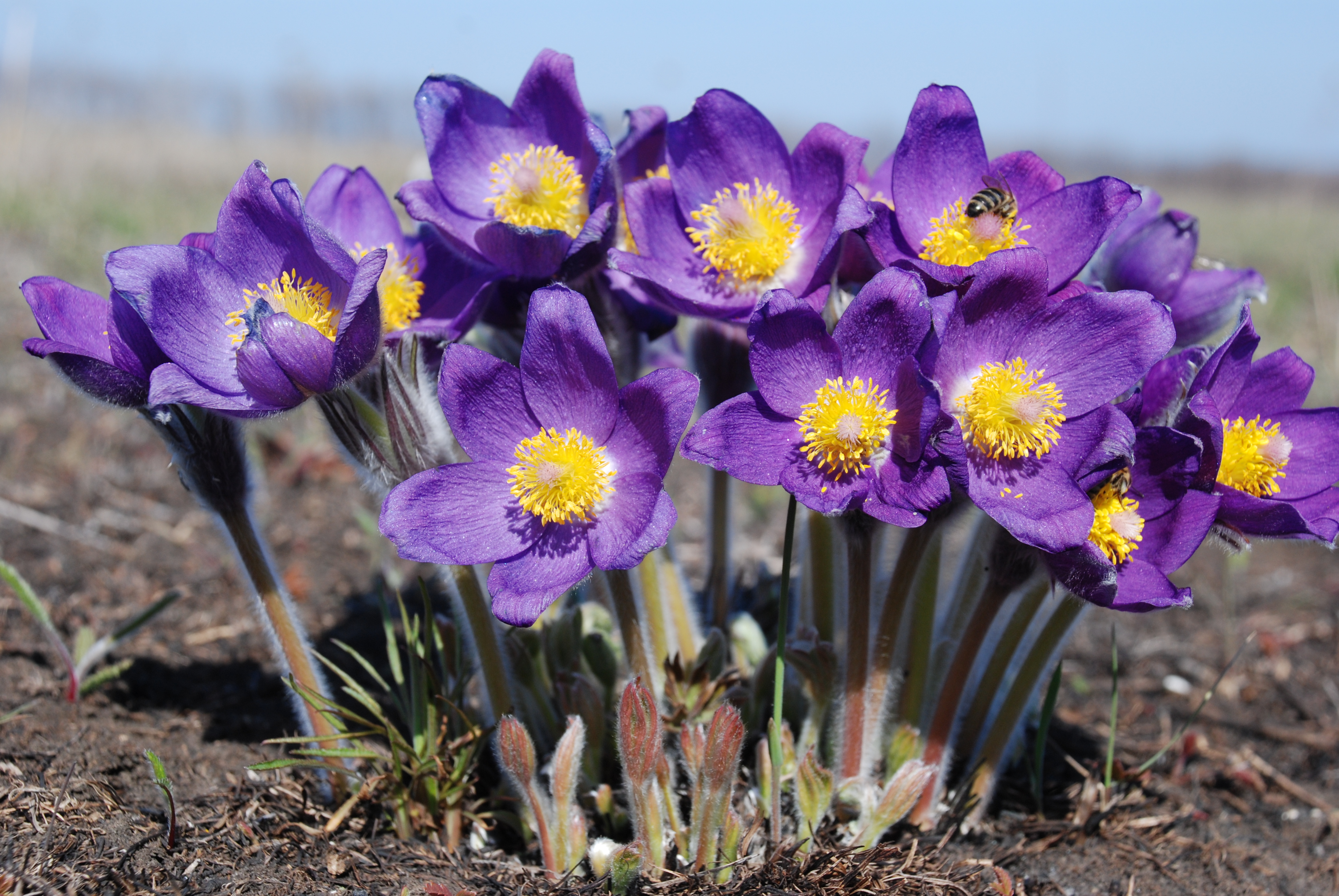 eastern pasqueflower photo 8