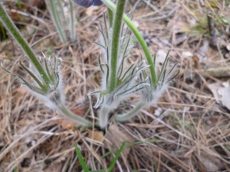 eastern pasqueflower photo 3