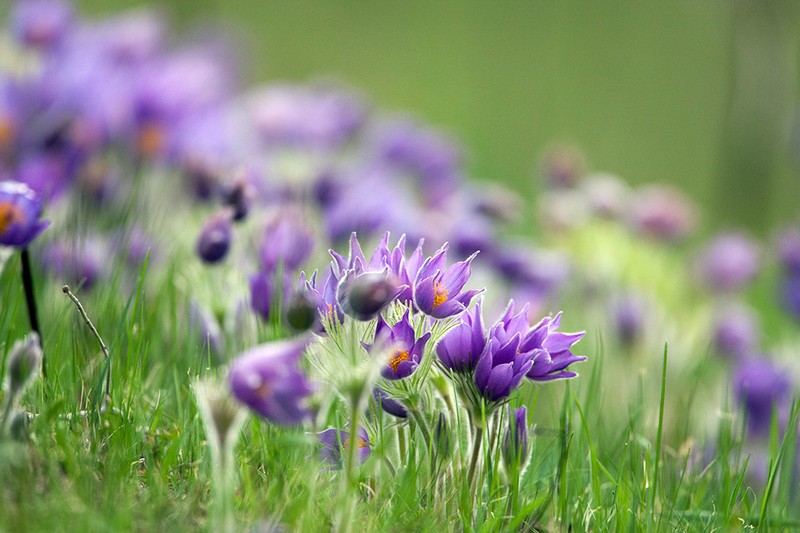 eastern pasqueflower photo 4