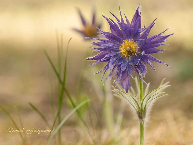 eastern pasqueflower photo 5