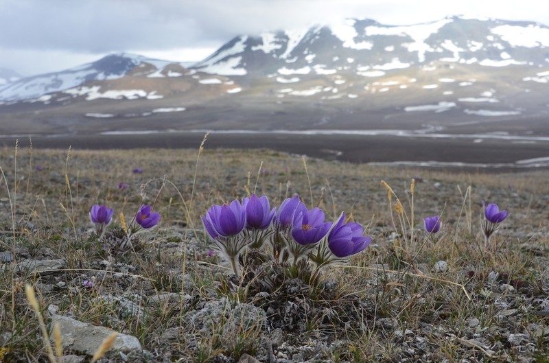 eastern pasqueflower photo 6