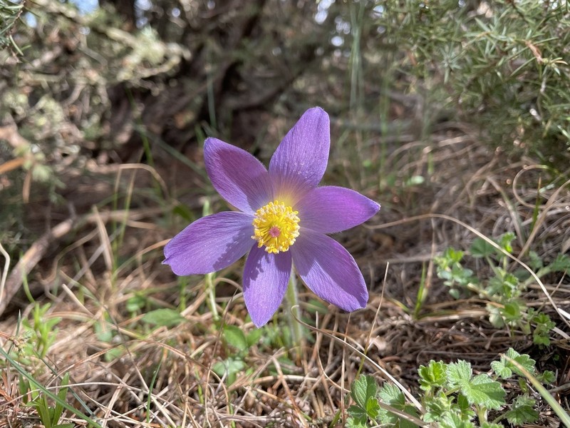 eastern pasqueflower photo 7