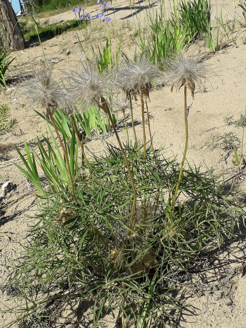 Pulsatilla patens subsp. angustifolia