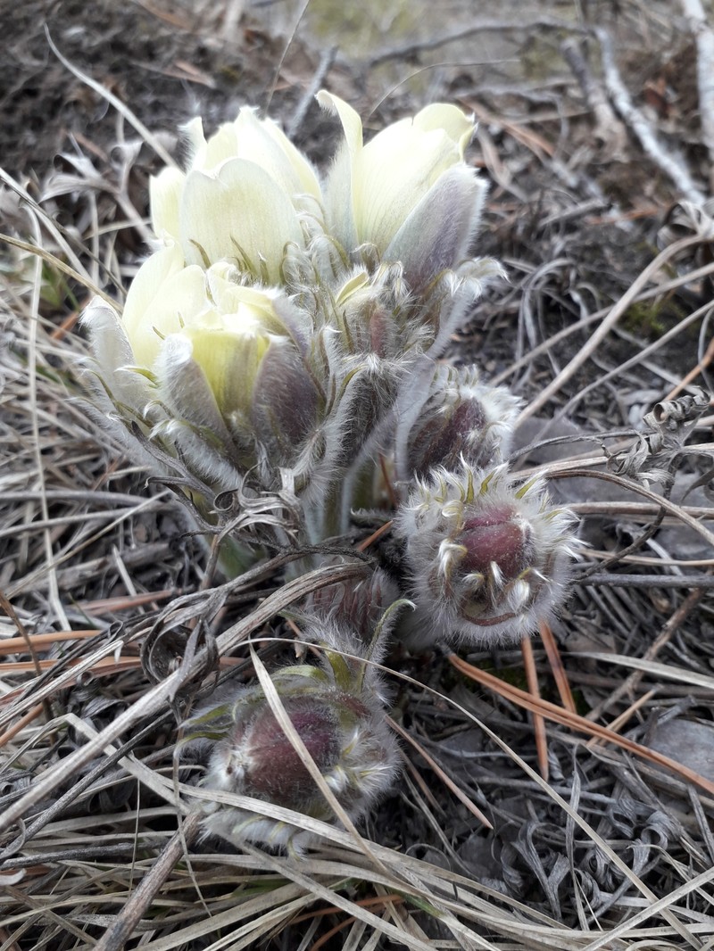 Pulsatilla patens subsp. angustifolia photo 2