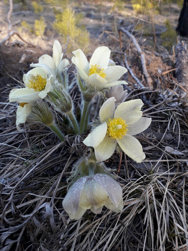 Pulsatilla patens subsp. angustifolia photo 3